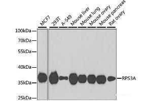 Western blot analysis of extracts of various cell lines using RPS3A Polyclonal Antibody at dilution of 1:1000. (RPS3A 抗体)