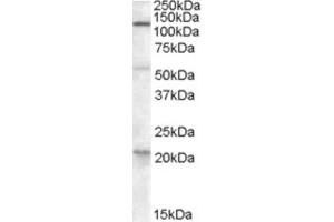 Western Blotting (WB) image for anti-Diacylglycerol Lipase, alpha (DAGLA) (C-Term) antibody (ABIN2466676) (DAGLA 抗体  (C-Term))
