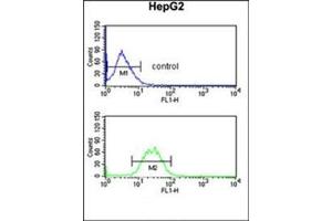 Flow Cytometry (FACS) image for anti-Potassium Voltage-Gated Channel, Subfamily H (Eag-Related), Member 7 (KCNH7) (AA 58-87), (N-Term) antibody (ABIN953004)