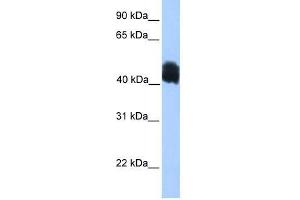 MDFIC antibody used at 0.