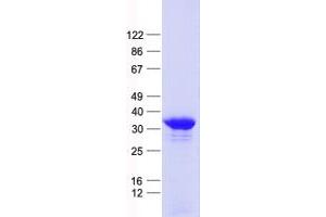 Western Blotting (WB) image for Kruppel-Like Factor 9 (KLF9) protein (His tag) (ABIN2724300)
