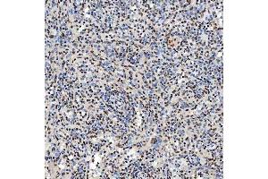 IHC analysis of SNRNP40 using anti-SNRNP40 antibody (ABIN7601719). (SNRNP40 抗体  (AA 43-357))