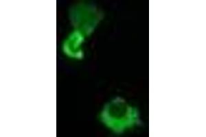 Image no. 2 for anti-Host Cell Factor C2 (HCFC2) antibody (ABIN1498603) (HCFC2 抗体)
