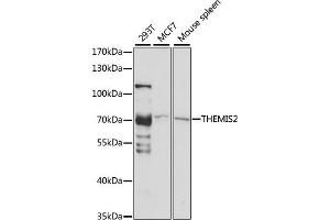 Western blot analysis of extracts of various cell lines, using THEMIS2 antibody (ABIN7266369) at 1:1000 dilution. (C1orf38 抗体  (AA 1-260))