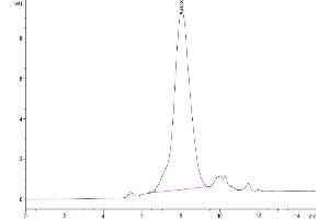 The purity of Mouse Galectin 3 is greater than 95 % as determined by SEC-HPLC. (Galectin 3 Protein (LGALS3) (AA 2-264) (His tag))