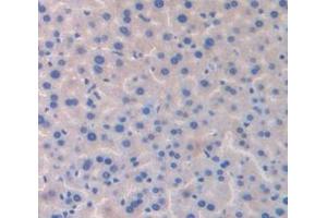 IHC-P analysis of Mouse Tissue, with DAB staining. (GDF6 抗体  (AA 339-454))