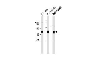 Western blot analysis of lysates from zebra fish brain, zebra fish muscle, Zebrafish tissue lysate (from left to right), using (DANRE) mylipb Antibody (C-term) Azb18718c. (MYLIP 抗体  (C-Term))