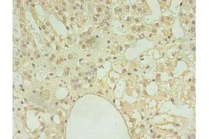 Immunohistochemistry of paraffin-embedded human adrenal gland tissue using ABIN7148009 at dilution of 1:100 (COPB1 抗体  (AA 2-200))