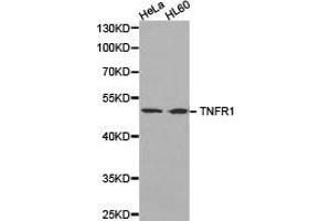 Western Blotting (WB) image for anti-Tumor Necrosis Factor Receptor Superfamily, Member 1A (TNFRSF1A) antibody (ABIN1875132) (TNFRSF1A 抗体)