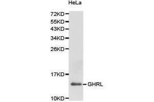 Western Blotting (WB) image for anti-Ghrelin (GHRL) antibody (ABIN1872813) (Ghrelin 抗体)