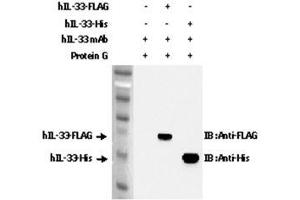 Western Blotting (WB) image for anti-Interleukin 33 (IL33) antibody (ABIN1169172)