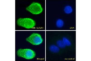 ABIN940565 Immunofluorescence analysis of paraformaldehyde fixed HepG2 cells, permeabilized with 0. (SLC6A4 抗体  (AA 605-618))