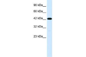 WB Suggested Anti-C19ORF6 Antibody Titration:  1. (Membralin 抗体  (Middle Region))