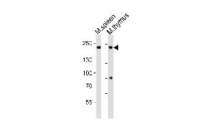 Western Blotting (WB) image for anti-Zinc Finger, CCHC Domain Containing 11 (ZCCHC11) (AA 1568-1600), (C-Term) antibody (ABIN6242704)