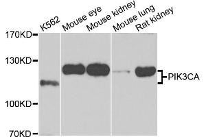 Western blot analysis of extracts of various cell lines, using PIK3CA antibody (ABIN5970095) at 1/1000 dilution. (PIK3CA 抗体)