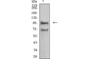 Western Blotting (WB) image for anti-Neural Cell Adhesion Molecule 1 (NCAM1) (AA 568-708) antibody (ABIN5611152)