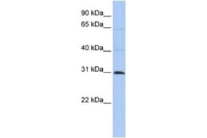 Western Blotting (WB) image for anti-Chromosome 10 Open Reading Frame 184 (C1ORF184) antibody (ABIN2463919) (METTL11B 抗体)