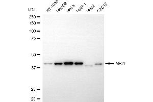 Western blotting analysis using MRI1 antibody (ABIN7799398). (MRI1 抗体)