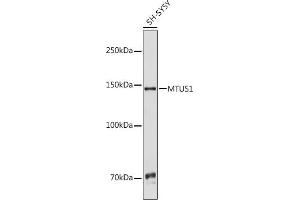 Western blot analysis of extracts of SH-SY5Y cells, using MTUS1 antibody (ABIN6132369, ABIN6144186, ABIN6144188 and ABIN6217434) at 1:1000 dilution. (MTUS1 抗体  (AA 207-436))