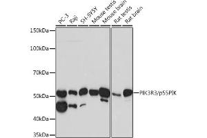 Western blot analysis of extracts of various cell lines, using PIK3R3/p55PIK Rabbit mAb (ABIN1680999, ABIN3018371, ABIN3018372 and ABIN7101604) at 1:1000 dilution. (PIK3R3 抗体)