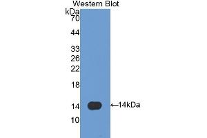 Detection of Recombinant CAV1, Rat using Polyclonal Antibody to Caveolin 1 (CAV1) (Caveolin-1 抗体  (AA 2-105))