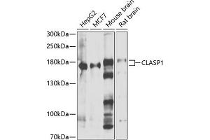 Western blot analysis of extracts of various cell lines, using CL antibody (ABIN6127635, ABIN6138659, ABIN6138660 and ABIN6222880) at 1:1000 dilution. (CLASP1 抗体  (AA 1389-1538))