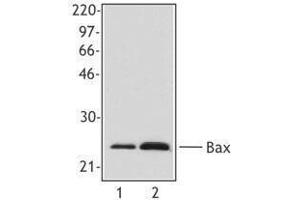Western Blotting (WB) image for anti-BCL2-Associated X Protein (BAX) antibody (ABIN2666258) (BAX 抗体)