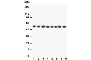 Western blot testing of Lipoamide Dehydrogenase antibody and Lane 1:  rat liver