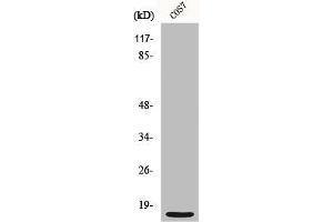 Western Blot analysis of COS7 cells using MRP-S21 Polyclonal Antibody (MRPS21 抗体  (Internal Region))