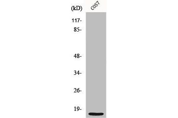 MRPS21 anticorps  (Internal Region)