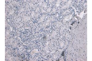 (ABIN570926) Negative Control showing staining of paraffin embedded Human Kidney, with no primary antibody. (TMPRSS2 抗体  (Internal Region))