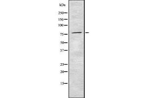 Western blot analysis of Prestin using HuvEc whole cell lysates (SLC26A5 抗体  (Internal Region))