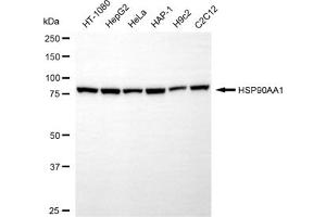 Western blotting analysis using HSP90AA1 antibody (ABIN7798868).