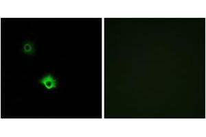 Immunofluorescence analysis of A549 cells, using GALR3 Antibody. (GALR3 抗体  (AA 291-340))