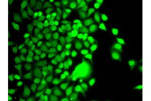 Immunofluorescence (IF) image for anti-Histone Acetyltransferase 1 (HAT1) antibody (ABIN1882320) (HAT1 抗体)