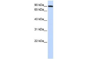 WB Suggested Anti-TFR2 Antibody Titration:  0. (Transferrin Receptor 2 抗体  (N-Term))