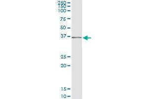 Immunoprecipitation of SEC13 transfected lysate using anti-SEC13 monoclonal antibody and Protein A Magnetic Bead , and immunoblotted with SEC13 MaxPab rabbit polyclonal antibody. (SEC13 抗体  (AA 226-324))