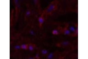 Immunofluorescence analysis of Human breast tissue using alpha Lactalbumin Monoclonal Antibody at dilution of 1:200. (LALBA 抗体)
