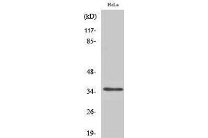 Western Blotting (WB) image for anti-Olfactory Receptor, Family 52, Subfamily A, Member 1 (OR52A1) (Internal Region) antibody (ABIN3186125) (OR52A1 抗体  (Internal Region))