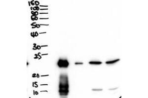 ABIN1590136 (2µg/ml) staining of secretions from Human primary airway cells in culture (lanes 1 and 2), and in Human Bronchoalveolar Lavage fluid (lanes 3 and 4) . (BPIFA1 抗体  (Internal Region))