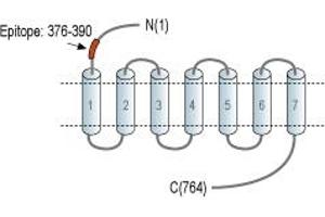 Thyroid Stimulating Hormone Receptor (TSHR) peptide