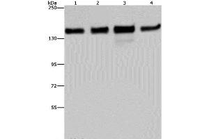 Western Blot analysis of 293T, Hela, A172 and A549 cell using GOLGA2 Polyclonal Antibody at dilution of 1:600 (Golgin A2 (GOLGA2) 抗体)
