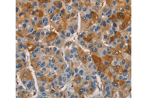 Immunohistochemistry (IHC) image for anti-Cystatin S (CST4) antibody (ABIN2828387) (CST4 抗体)