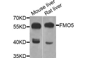 Western blot analysis of extracts of mouse liver and rat liver cells, using FMO5 antibody. (FMO5 抗体)