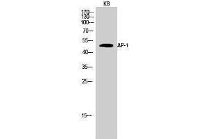 Western Blotting (WB) image for anti-Jun Proto-Oncogene (JUN) (Ser661) antibody (ABIN3173808) (C-JUN 抗体  (Ser661))