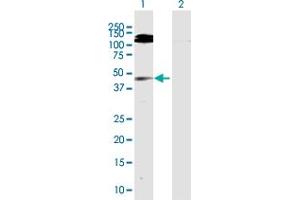 Western Blot analysis of GMDS expression in transfected 293T cell line by GMDS MaxPab polyclonal antibody. (GMDS 抗体  (AA 1-372))