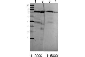 Image no. 1 for anti-Chloroplast Outer Envelope Membrane Translocon Complex Oep75 Protein (Toc75) antibody (ABIN488514)