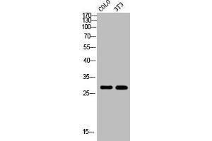 Western Blot analysis of COLO NIH-3T3 cells using Rab 6A Polyclonal Antibody (RAB6A 抗体  (Internal Region))