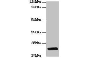 Western blot All lanes: rpiA antibody at 2 μg/mL + DH5a whole cell lysate Secondary Goat polyclonal to rabbit IgG at 1/10000 dilution Predicted band size: 23 kDa Observed band size: 23 kDa (Ribose 5-Phosphate Isomerase A (RPIA) (AA 1-219) 抗体)