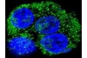 Confocal immunofluorescent analysis of CD36 antibody with HepG2 cells followed by Alexa Fluor 488-conjugated goat anti-rabbit lgG (green). (CD36 抗体  (AA 213-242))